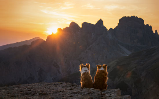 Dolomieten Drei Zinnen met hond zonsondergang