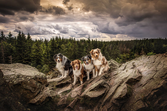 Vier hond uitkijkpunt Harz