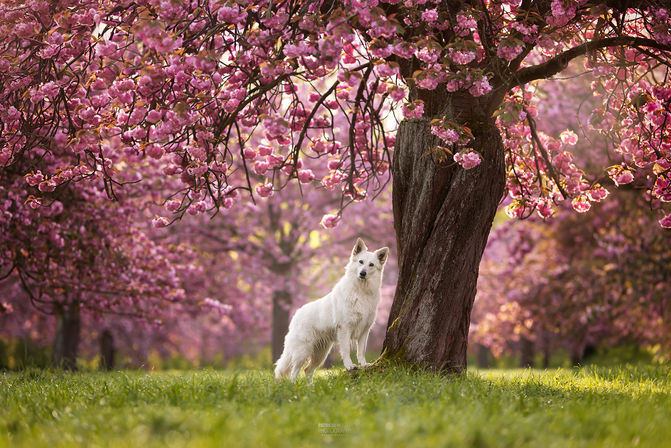 hond tussen bloesem bomen