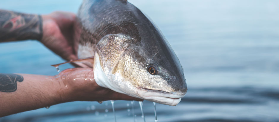 Why Catch and Release?