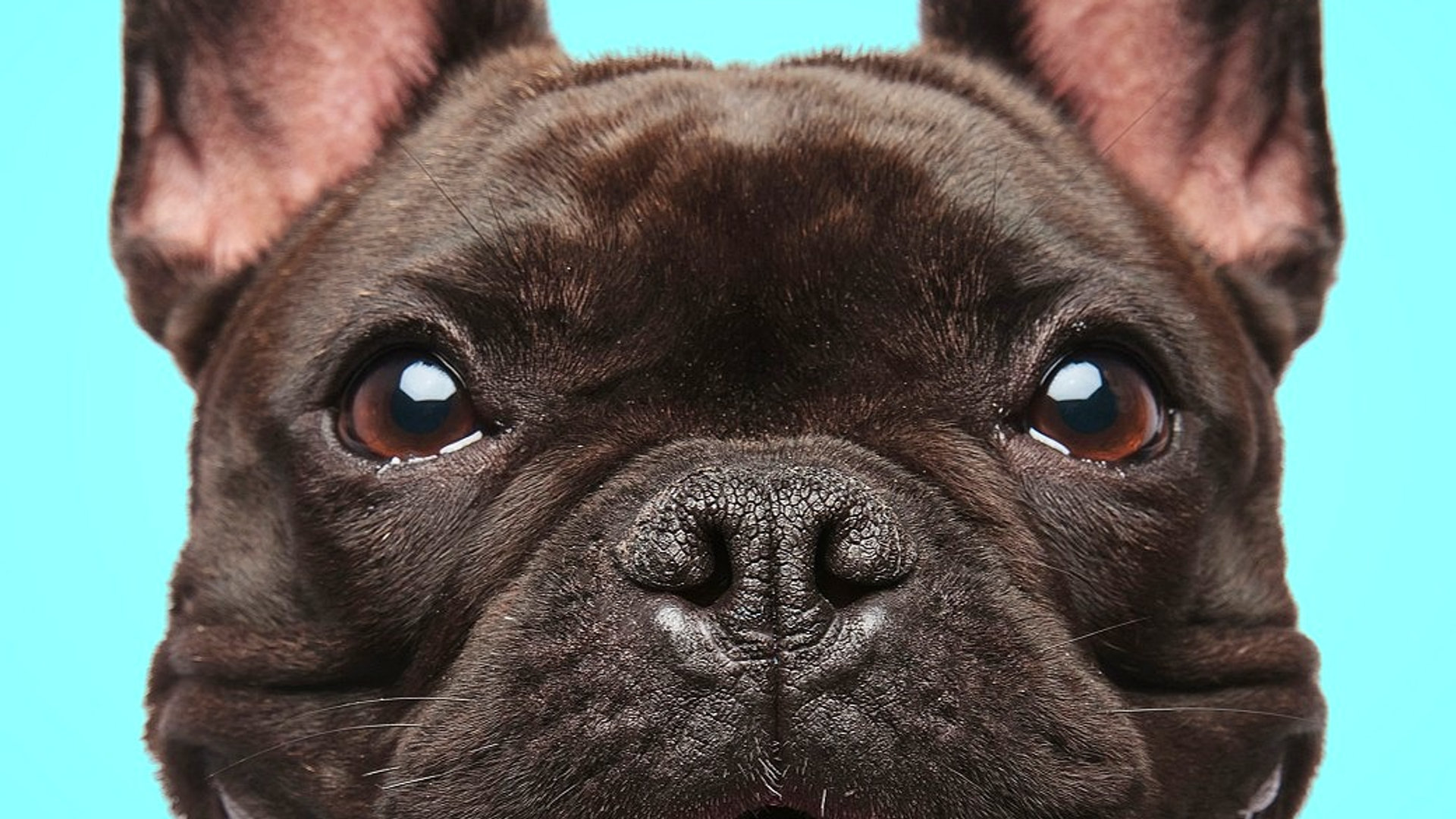 Jojo Frenchies