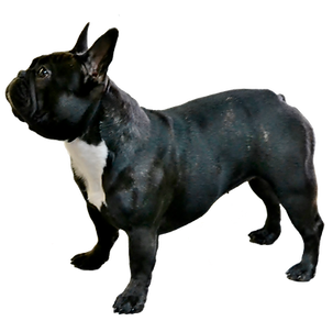 JoJo French Bulldogs and Frenchies