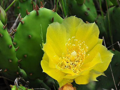 prickly pear cactus.jpg