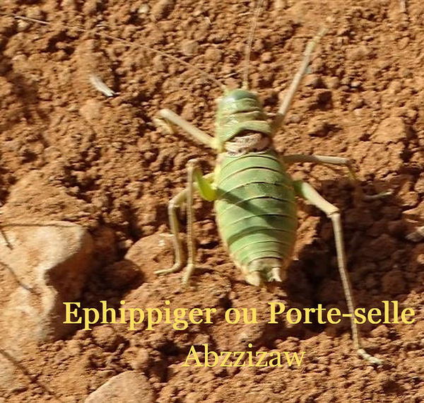 Ephippiger diurnus (=Ephippiger ephippiger) ou "Porte-selle" ou "Hotteux"...
Cette grosse sauterelle (Ephippiger ephippiger), malgré ses longues pattes n’a pas la force suffisante dans les cuisses pour sauter contrairement à la grande sauterelle verte (Tettigonia viridissima ) plus musclée.
Il est donc très facile de la prendre en photo, elle ne saute et ne vole pas .
Elle se nourrit de feuilles de ronces, pissenlits et de petits insectes, mouches, chenilles…..
Le prothorax est en forme de selle, d’où le nom de porte selle.
Mâle et femelle sont très semblables, mais la femelle est dotée d’une tarière ou oviscapte. Il s’agit de son organe de ponte.
Cerques du mâle :
 appendices situés à l’extrémité de l’abdomen
Oviscape de la femelle :
 organe de ponte en forme de sabre
La stridulation émise par les Ephippigères est créée par les ailes atrophiées transformées en organe musical.
 Les organes du vol très réduits, frottés l’un contre l’autre servent à la stridulation.