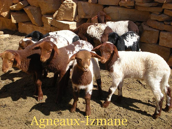 L'agneau, est le jeune mouton mâle âgé de moins d'un an; la femelle est appelée l'agnelle. Petit de la brebis et du bélier appelés moutons. Celui-ci est l'un des premiers animaux à avoir été domestiqués par l'humain.