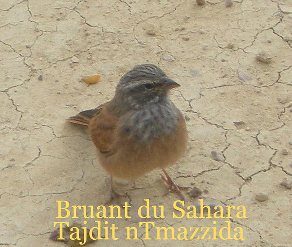 Le Bruant du Sahara (Emberiza sahari) est une espèce de passereau appartenant à la famille des Emberizidae.
Son aire de répartition s’étend du Maroc à l’ouest de la Libye, et de façon discontinue de la Mauritanie au nord-ouest du Tchad