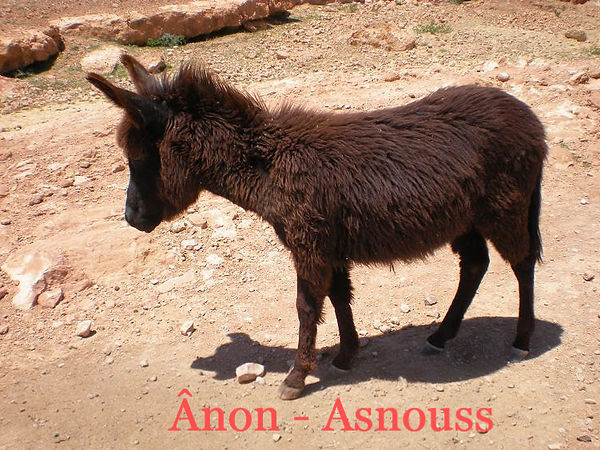 L'ânon est le petit de l'âne et de l'ânesse, caractérisé par sa capacité à marcher rapidement après la naissance, après une gestation de douze mois. Cet animal jeune est sevré entre 6 mois et un an et devient un adulte vers 3-4 ans.