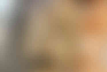 Mineral & Gem, fossiles ammonites géantes