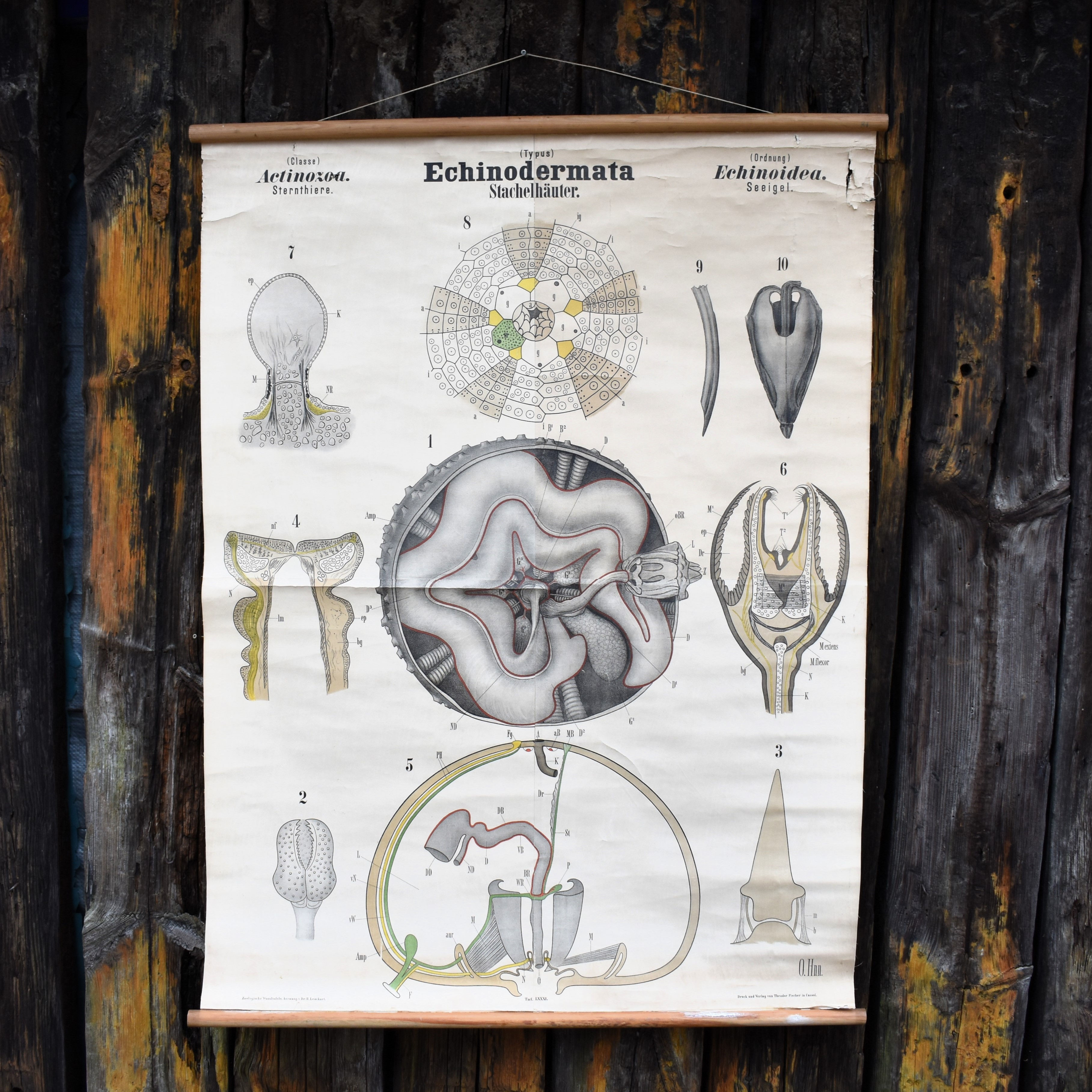 Antique 1890 N81 Leuckart Nitches Fischer Sea Urchin Scientific Chart Poster