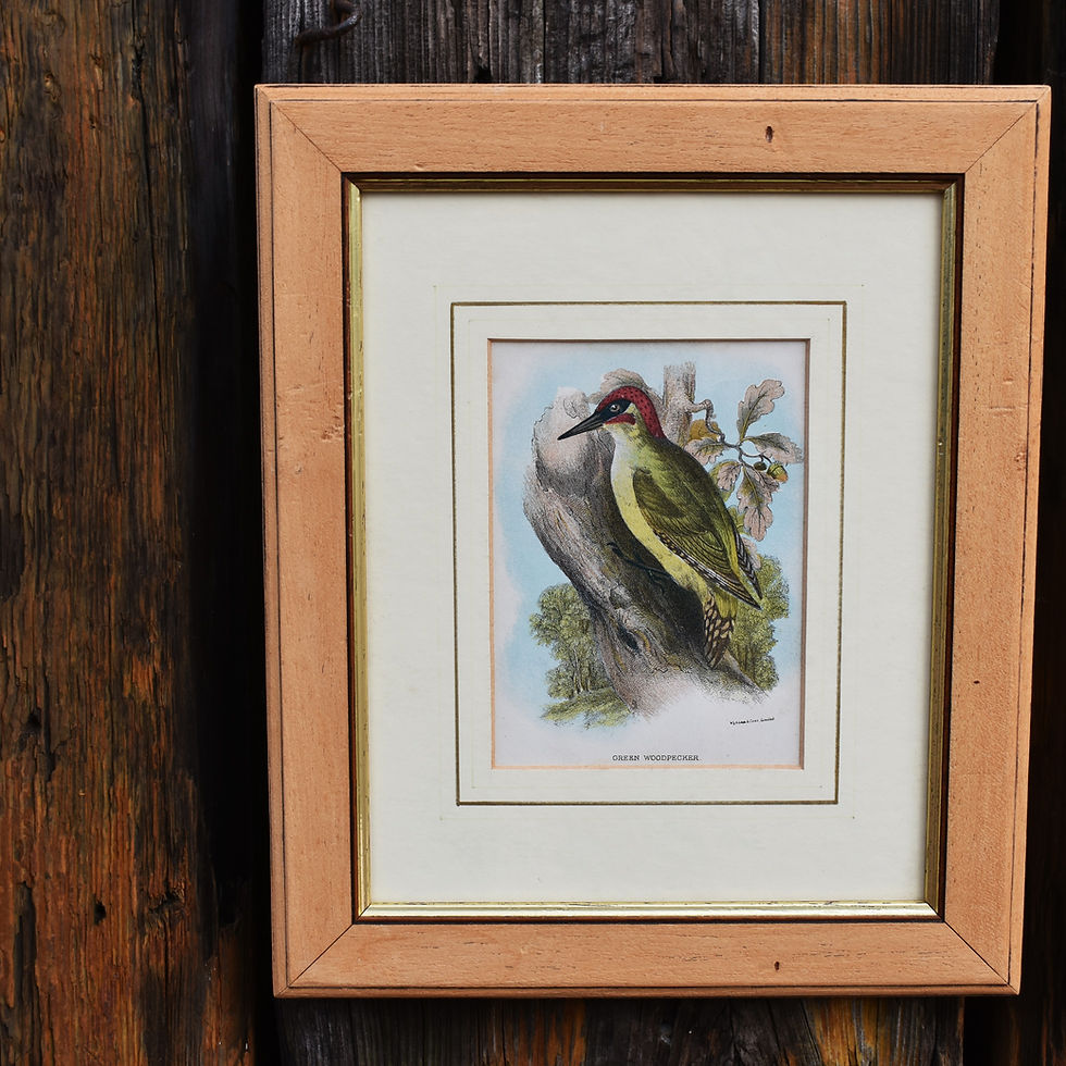 Thumbnail: Antique Wyman & Sons Pheasant Birds Hand Tinted Book Plate Prints Set of Four