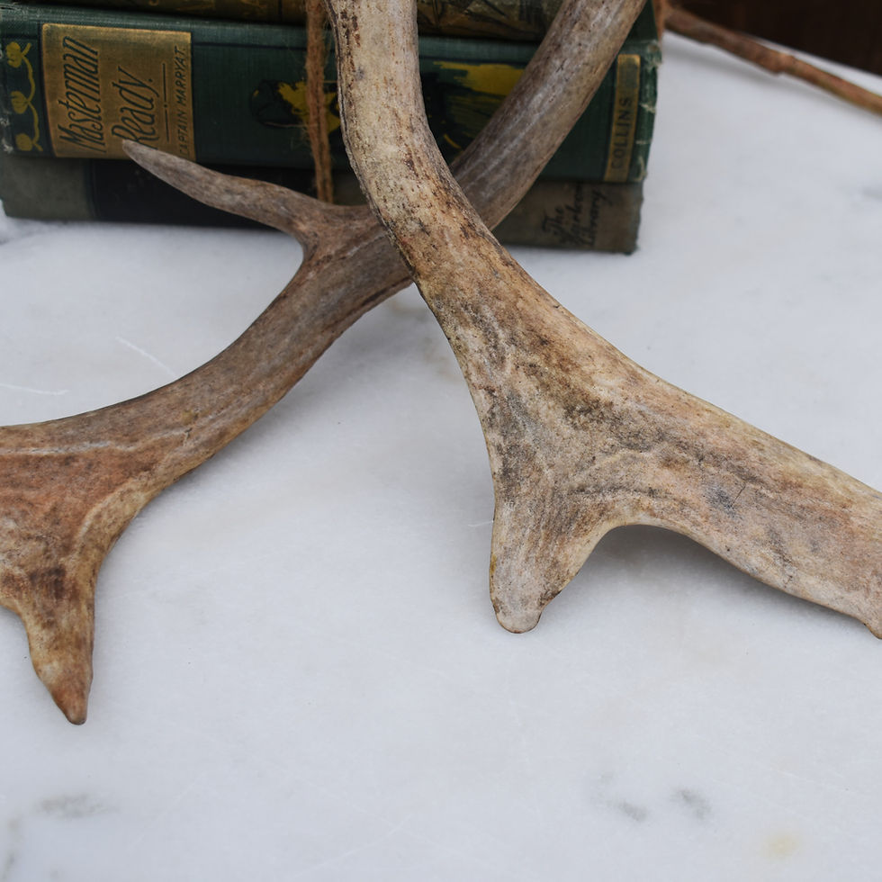 Thumbnail: Antique Vintage Country House Decorative Fallow Stag Deer Antlers Pair