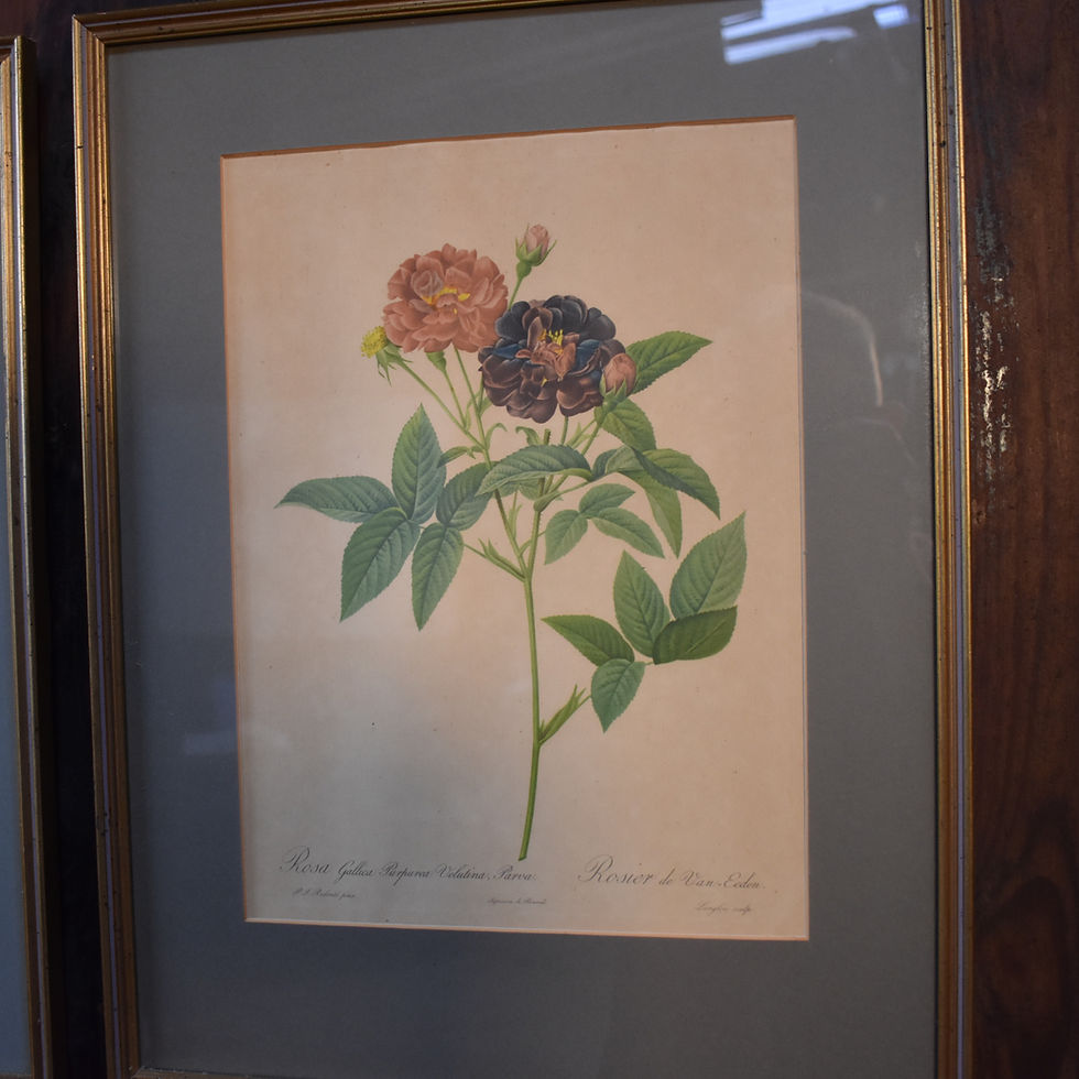 Thumbnail: Vintage Mid Century Pierre Joseph Redoute Botanicals Rose Prints set  of  8