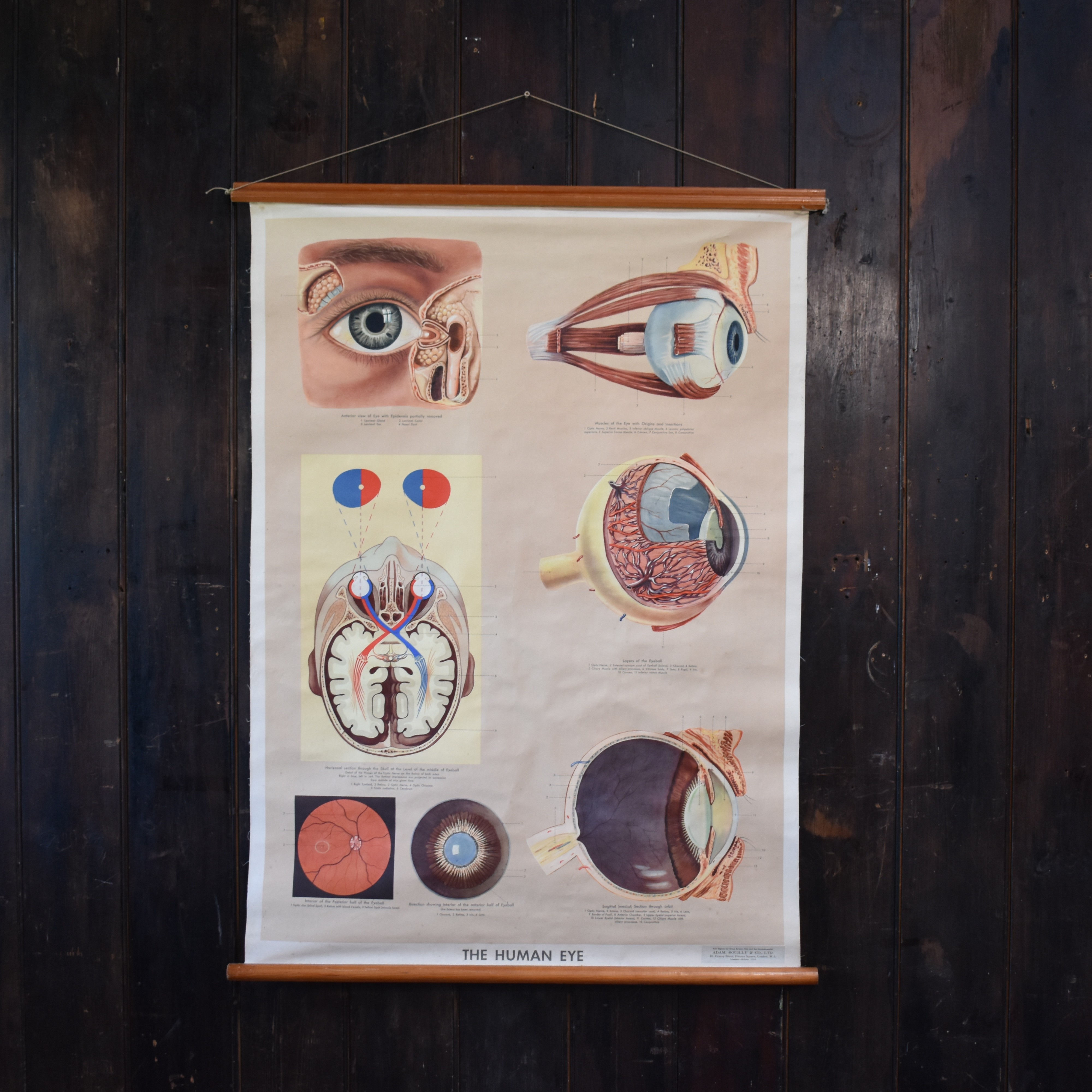 Vintage Adam Rouilly Poster "The Human Eye" Anatomical Mid Century Wall Chart