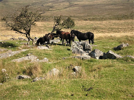 Dartmoor