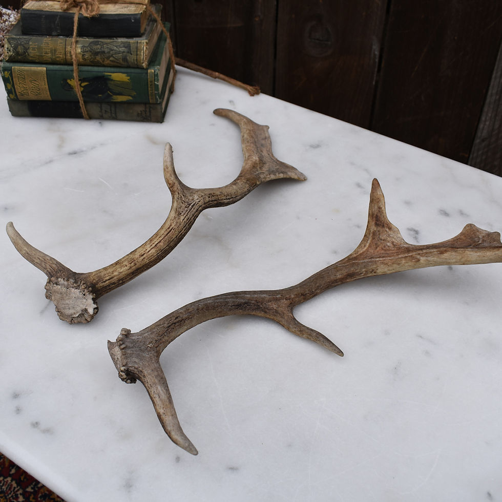 Thumbnail: Antique Vintage Country House Decorative Fallow Stag Deer Antlers Pair