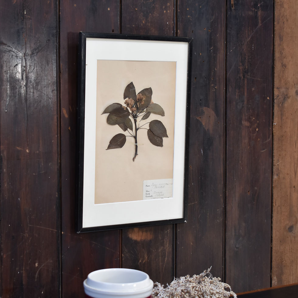 Thumbnail: Antique 1928 Hand Collected Botanical Herbarium Specium Framed Pressed Flower