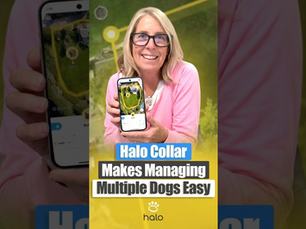 One Halo App Makes Handling Two Dogs Much Easier