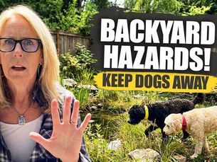 Safer Backyard Play With Halo Collar