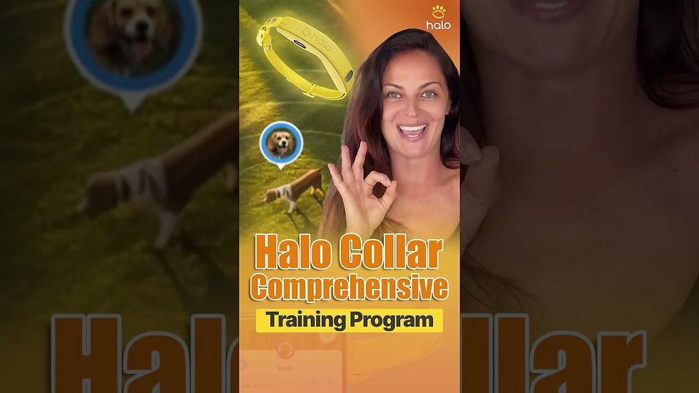 30 Halo Collar Training Lessons Explained