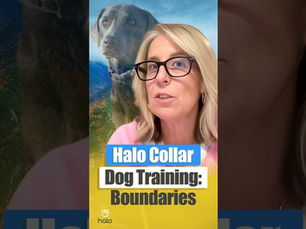 Stay Connected with Halo
