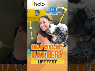 Winter Weather Exposes Weaknesses In Dog GPS Collars