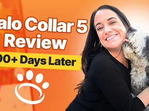 Testing GPS Dog Collars Beyond Controlled Settings