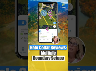 How Halo Collar Supports Safe Dog Boundaries in New Places