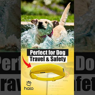 Smart GPS Dog Fence Built for Travel