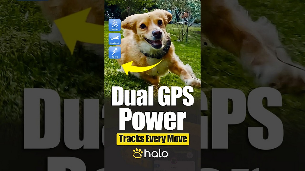Halo Collar 5 Uses Dual-Frequency GPS for Improved Pet Tracking
