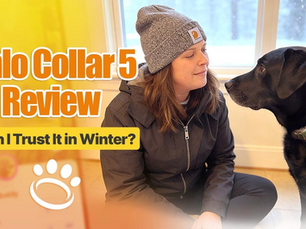Can It Handle Walking Senior Dogs in Harsh Winter?