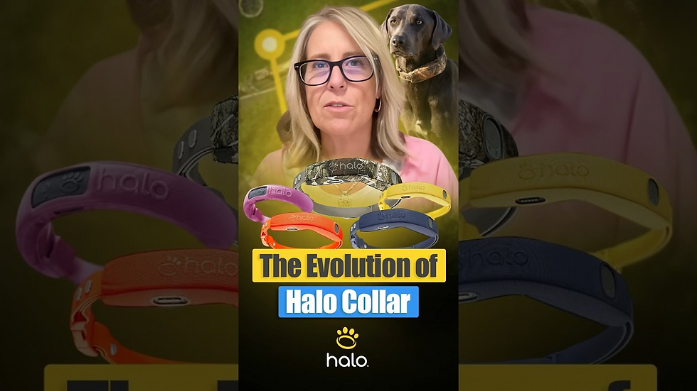 Halo Collar Long-Term Review