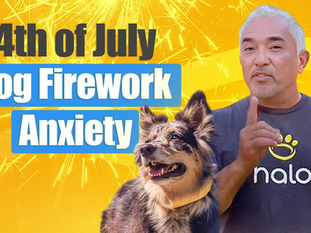 Make Fireworks Easier for Your Dog