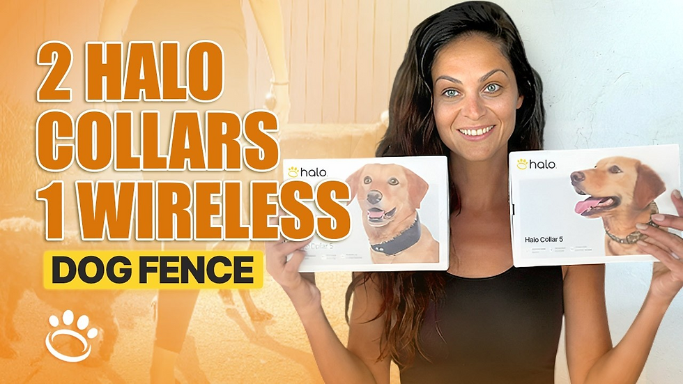 How Halo Collar Trains Two Dogs
