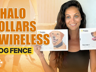Training Two Dogs With Halo Collar