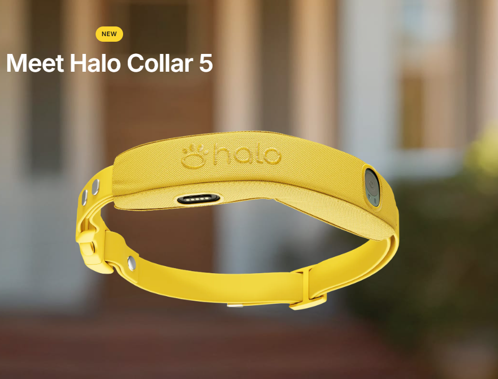 Which GPS Dog Collar Should You Choose