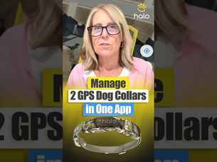 One Halo App For Two Dogs