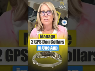 One Halo App For Two Dogs