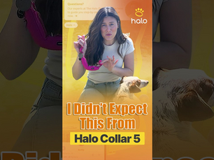 Hidden Details of the Halo Collar 5