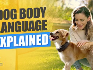 Cesar Millan Training Style Through Dog Psychology and Body Language Techniques