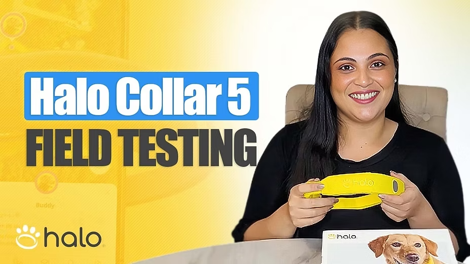 A dog fence with GPS that consistently keeps up.