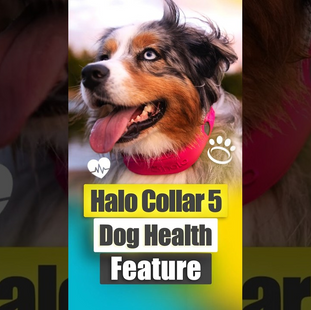 Halo Health: Dog Care Made Simple