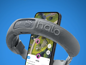 GPS Dog Collar With Modern Style