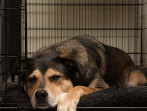 Finding a Safe Crate for Your Dog