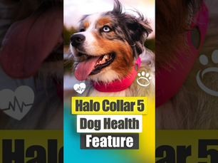 Check Your Dog’s Health Anytime