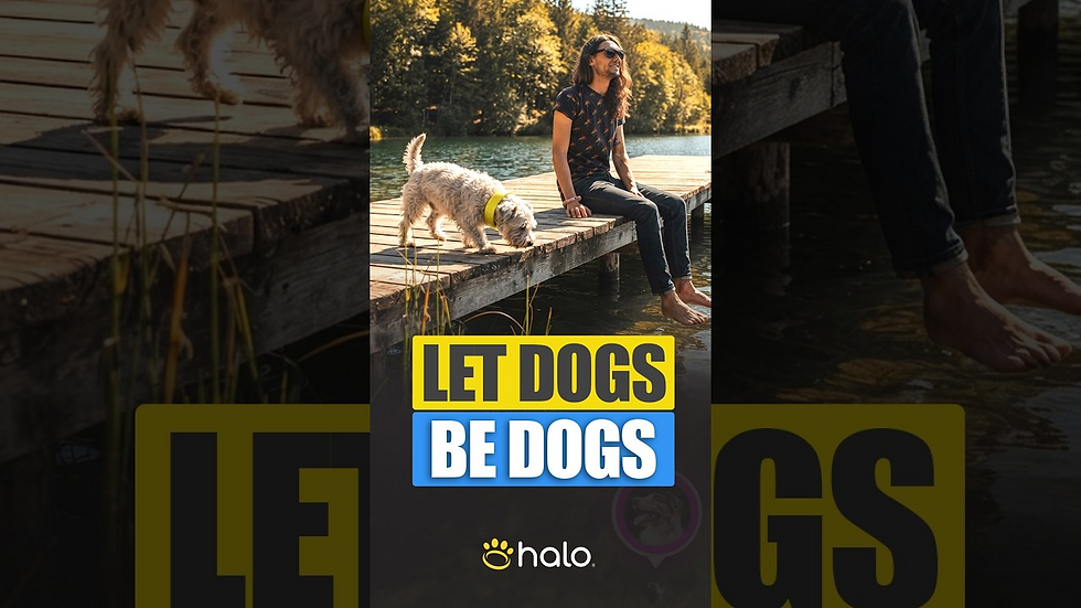 Smart Tracking Collar for Active Dogs