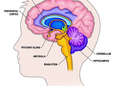 Procrastination is not simply a “lack of willpower” — it is the result of a neural competition.