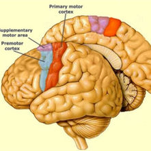Primary Motor Cortex and Prefrontal Interactions: When Movement Meets Executive Control