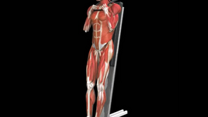 The vertical core crunch (VCC) exercise using iMuscle 2™ app images and illustrations