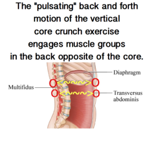 Due to the increased range of motion....you workout and strengthen 2 major areas, instead of just 1.