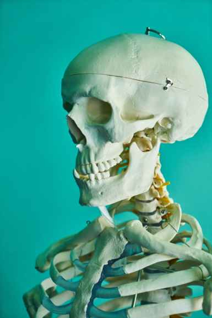 human skeletal system